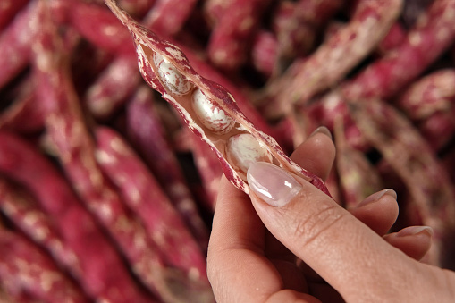 Cranberry beans. Borlotti bean pods in bowl. Top view. Stylish modern food background. Magenta color. Creative foodstuff flat lay. Grocery, dietary backdrop. Advertising, trendy magazine publication. Raw dry red bean. Crimson beans. Snap. White red pods.