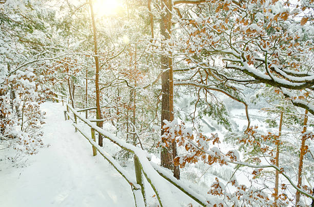 Pine trees - snowy forest - winter