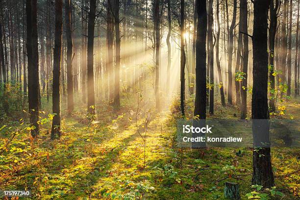 Di Mattina Sole Raggi Penetrare Forestaimmagine Hdr Xxxl - Fotografie stock e altre immagini di Albero