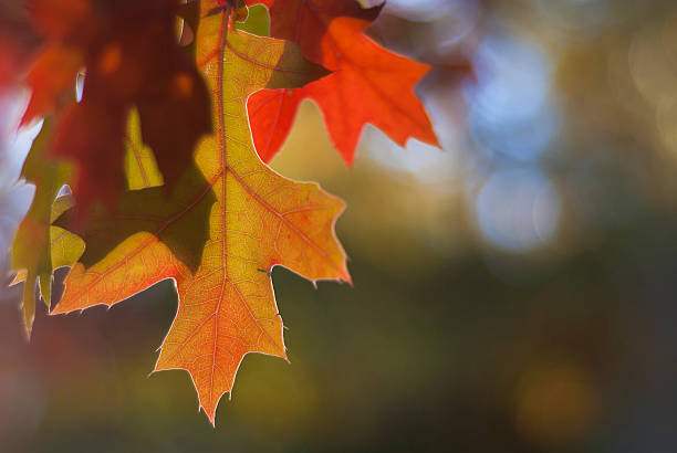 Fall Leaf Background stock photo