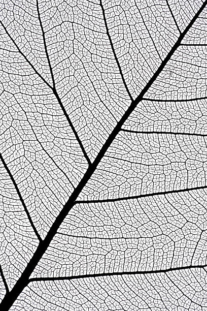 istock leaf skeleton extremely detailed XXXL 175198210