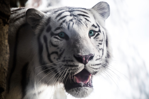 white bengal tiger, beautiful predator, wild feline, wild animals in zoo, keep in captivity, symbol of the new year, chinese new year, symbol, tabby big cat, dangerous, black and white stripes
