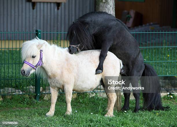 Sich Paaren Falabellas Stockfoto und mehr Bilder von Falabella Horse - Falabella Horse, Tierpaarung, Agrarbetrieb
