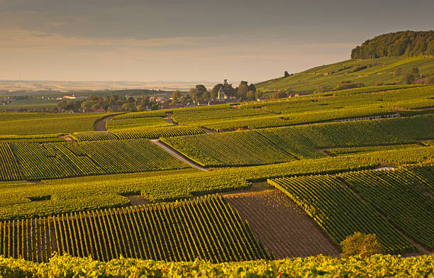 Champagne vineyards in Cramant "Late summer vineyards of a Premiere Cru area of France showing the lines of vines in blocks giving a grid pattern. the village in the background is Avize.This was shot soon after dawn and has a lovely glowing light from the sun on the left, The sky is  dark grey following early morning rain." ardennes department france stock pictures, royalty-free photos & images