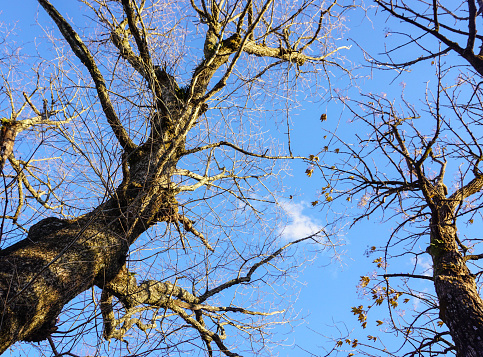 Dried tree under the blue sky at winter forest