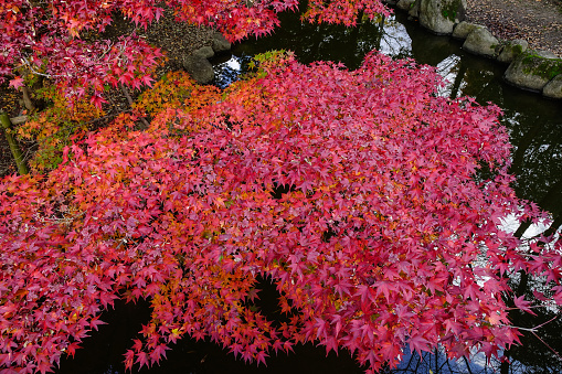 Maple of autumn leaves and colorful deciduous leaves