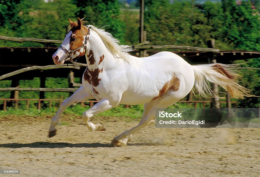 Animali cavallo italiano - Foto stock royalty-free di Animale