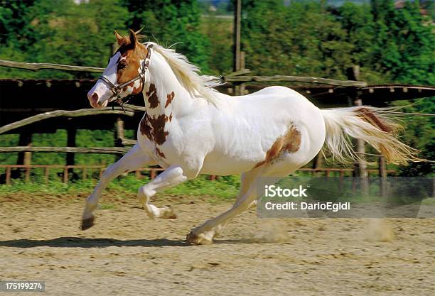 Animali Cavallo Italiano - Fotografie stock e altre immagini di Animale - Animale, Attività, Bestiame