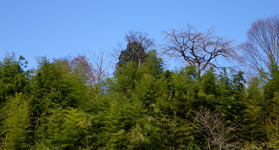 Top of green trees under blue sky at sunny day in forest.