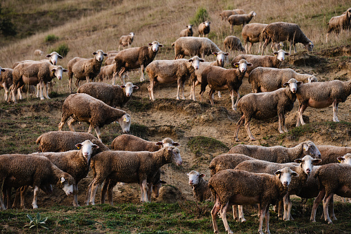 Sheep out in the pasture