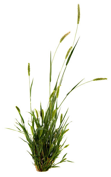 잔디 - long leaf grass blade of grass 뉴스 사진 이미지