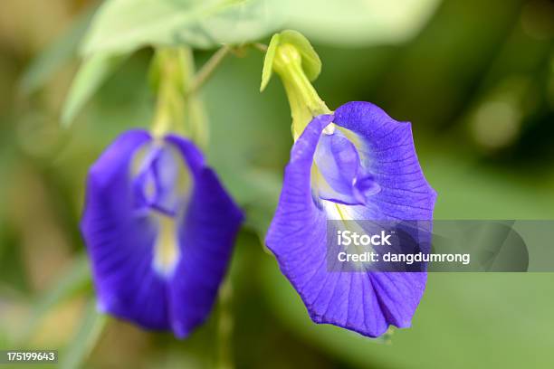 Photo libre de droit de Papillon Légumineuses Thaï Aux Herbes banque d'images et plus d'images libres de droit de Pois bleu - Pois bleu, Fleur - Flore, Asie