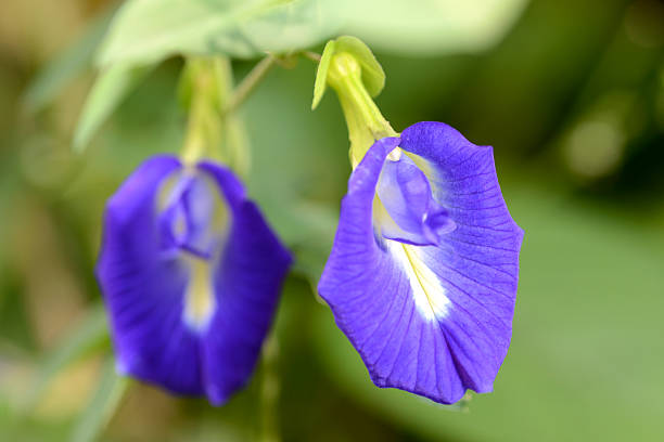 kupu-kupu bunga kacang thai herb - bunga telang potret stok, foto, & gambar bebas royalti