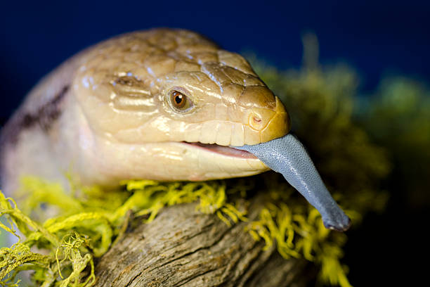 blue tongued shink, Tiliqua scincoides, head and tounge Blue tongued shink, Tiliqua scincoides, showing it's blue tongue. tiliqua scincoides stock pictures, royalty-free photos & images