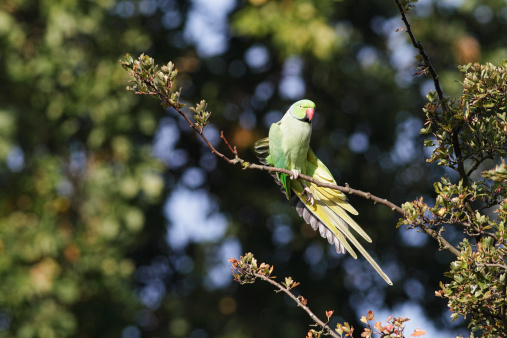 Originally from Pakistan / India, these noisy green parakeets are now naturalised in places as far apart as Surrey (UK), Italy and Ghana (Africa). This one is fully at home in a hawthorn tree in southern England, where it adroitly picks off the berries (haws) and shreds off the skin before swallowing.