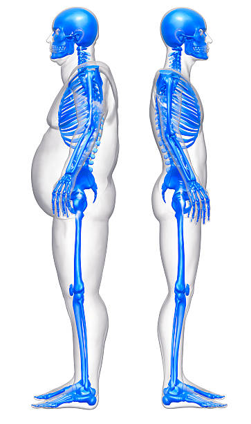 dopasowany i otyłość człowiek w porównaniu - human bone forensic science medical scan morphology zdjęcia i obrazy z banku zdjęć