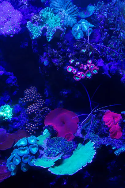 Glowing coral species in a fish tank.