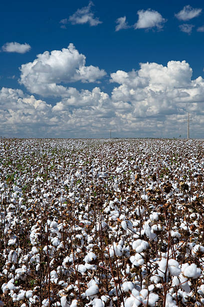 de algodón plantation - cotton photography cloud plantation fotografías e imágenes de stock