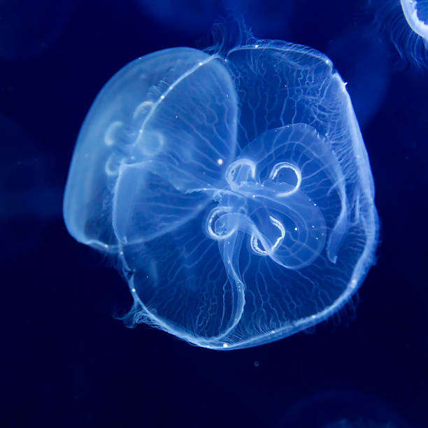 peixe de berlim - moon jellyfish jellyfish sea sea life imagens e fotografias de stock