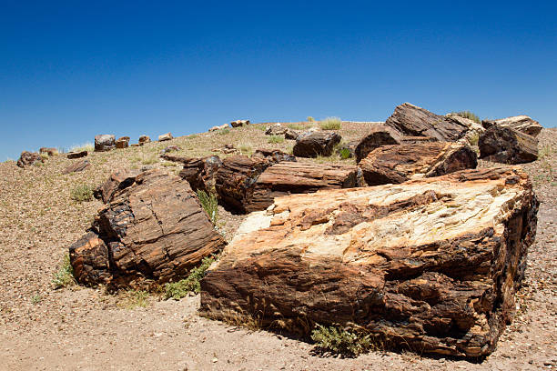 istock Crystal-Forest at Petrified Forest National Park 175200107
