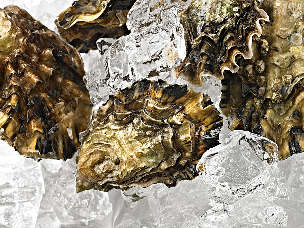 Fresh Oyster