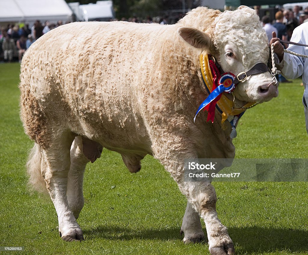 Charolais Bull un agricultural show in Scozia - Foto stock royalty-free di Toro - Bovino
