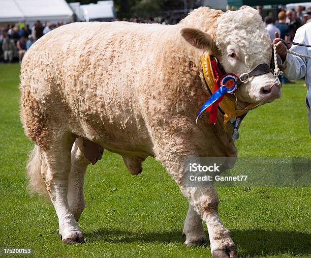 Charolais Bull Un Agricultural Show In Scozia - Fotografie stock e altre immagini di Toro - Bovino - Toro - Bovino, Scozia, Agricoltura