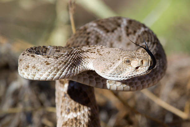istock Western Diamondback Rattlesnake, 10/14/12 175200239