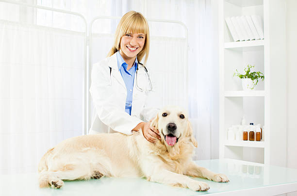 istock Young Female Veterinary Caring About Dog. 175200307