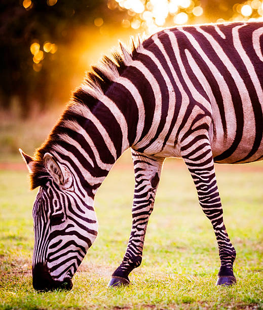 Zebra Grazing at Sunset stock photo