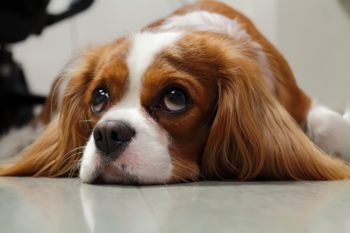Very cute and friendly  Cavalier King Charles Spaniel sneaking and feeling guilty after she was a bit naughty. Focus at nose and left eye.Cavalier King Charles Spaniel is a small breed of Spaniel-type dog,