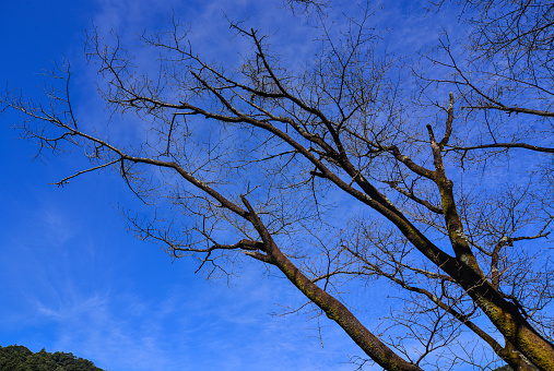 Dried trees under blue sky at sunny day in winter time.