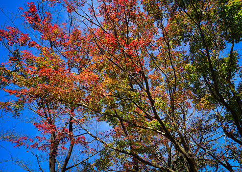 Autumn trees at sunny day in Katsuura, Kansai, Japan.