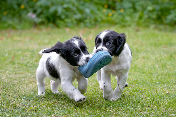 istock Two puppies carrying a shoe together symbolizing teamwork 175200650