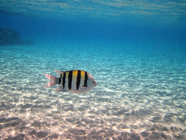 ロクセンスズメダイ - red sea taba sand reef ストックフォトと画像