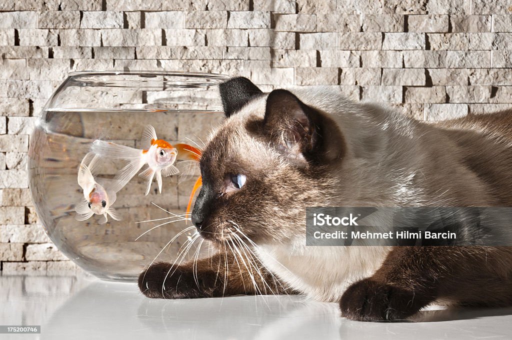 Close-up of siamese kitten looking up at goldfish Dinner time for siamese cat indoors Animal Stock Photo