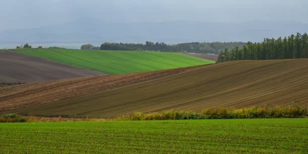 istock Rural scenery in Biei, Hokkaido, Japan 1752008004