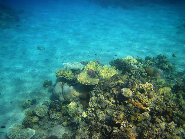 récif corallien - red sea taba sand reef photos et images de collection