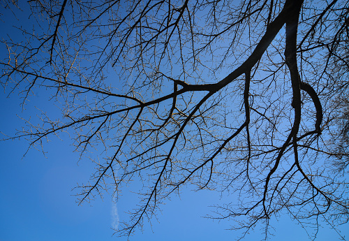 The bare trees and yellow sunset, cloudy blue sky. Back sun light