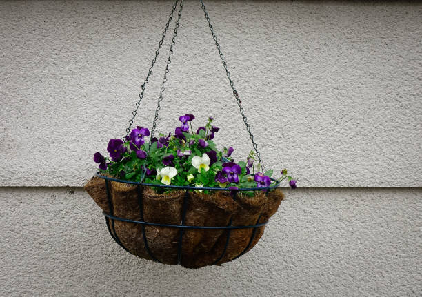 istock Hanging flower for house decoration 1752010225