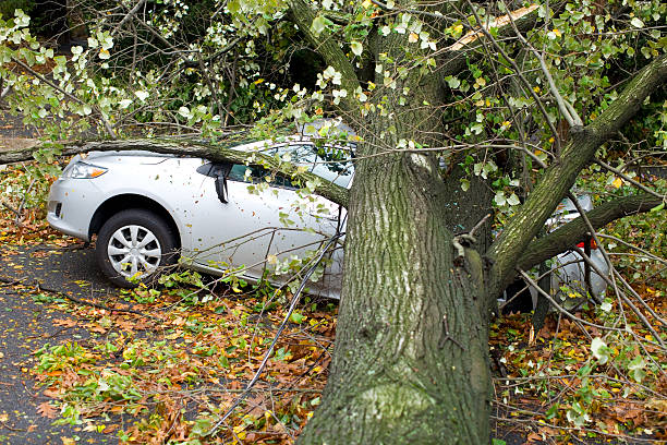 istock Car crushed under a tree needing car insurance 175201204