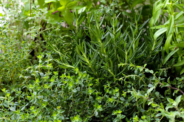 istock Fresh herbs in the garden 1752014709
