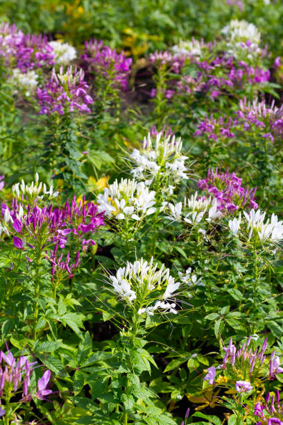 istock Cleome spinosa flower in the park 1752015377