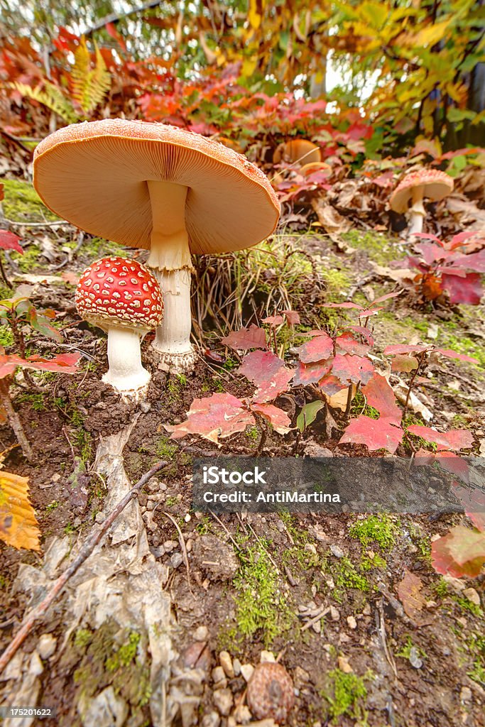 Agárico (amanita muscaria) - Foto de stock de Agárico - Amanita royalty-free