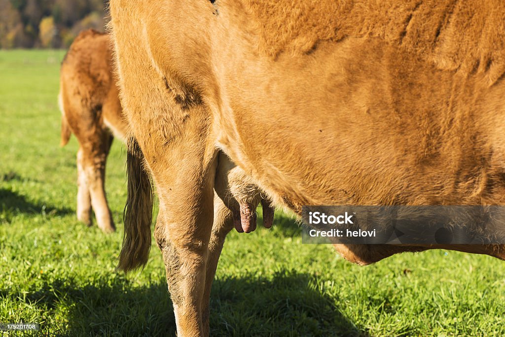 Où le lait est - Photo de Agriculture libre de droits