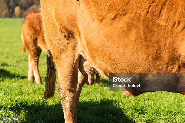 Dove Il Latte È - Fotografie stock e altre immagini di Agricoltura - Agricoltura, Ambientazione esterna, Ambiente