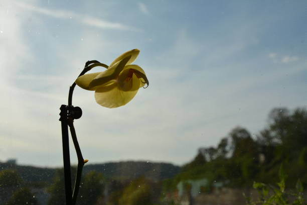 orchidea gialla con cielo blu sullo sfondo - orchid plants foto e immagini stock