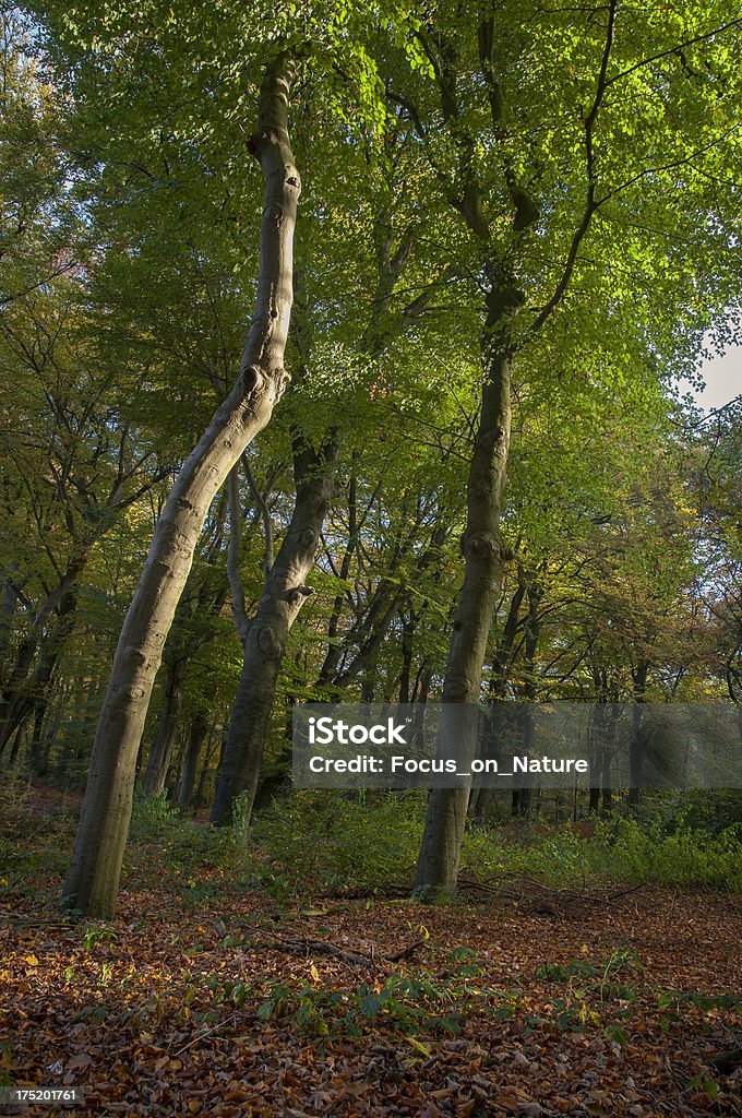 В Осенний лес - Стоковые фото Бореальный лес роялти-фри