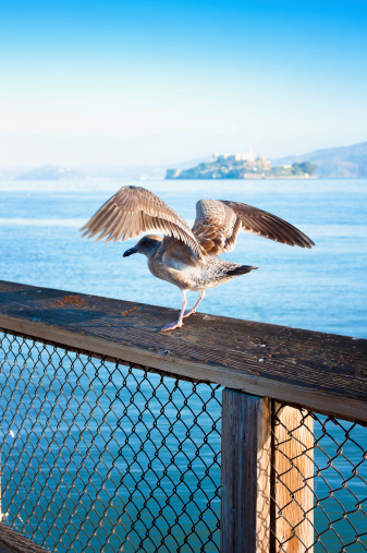 Seagull watching Alcatraz Island. Selective focus.You can find more similar images like this one here :