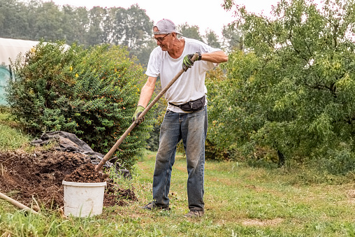 Senior Man in Autumn Garden Digging the Compost